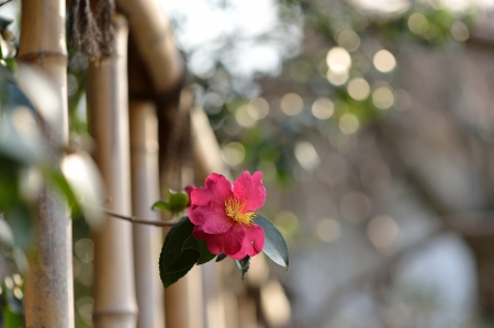 *** Flower *** - flowers, red, flower, nature