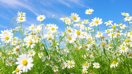 *** Daisies *** - flowers, daisies, flower, nature