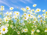 *** Daisies ***