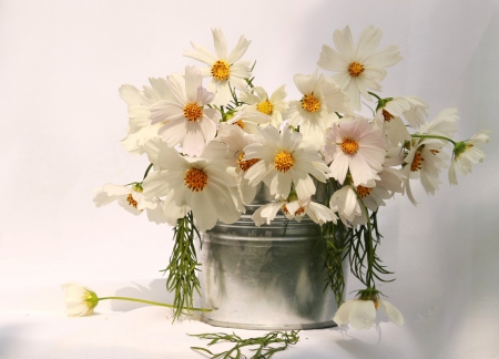 *** White cosmea *** - white, nature, flowers, bouquet, cosmea, flower