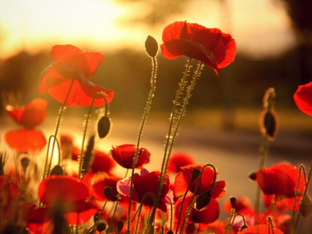 red poppies - flowers, poppies, nature, red