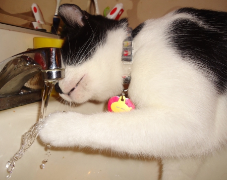 Cat Playing in water - play, sink, water, Cat