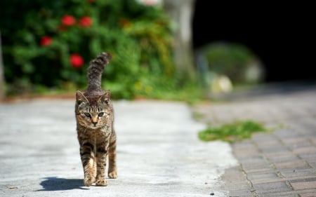 Cat - sleepy, cute, beautiful, cat, sleeping, kitty, cats, hat, cat face, paws, face, animals, pretty, beauty, sweet, kitten, lovely