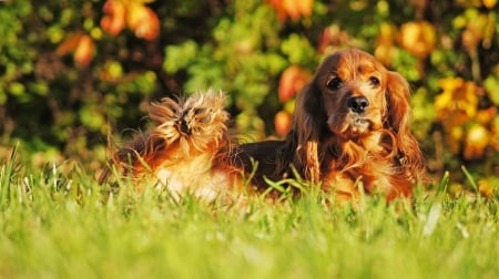 Dog - face, pretty, playful dog, cute, animals, beautiful, sweet, puppy, playful, dogs, puppies, lovely, dog face