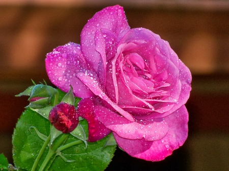 Pink rose - nice, delicate, wet, tender, rose, lovely, pretty, pink, petals, beautiful, leaves, flowers, drops, harmony