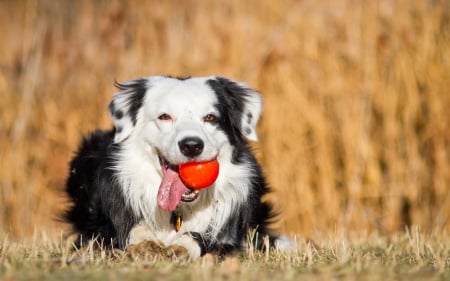 Dog - face, pretty, playful dog, cute, animals, beautiful, sweet, puppy, playful, dogs, puppies, lovely, dog face