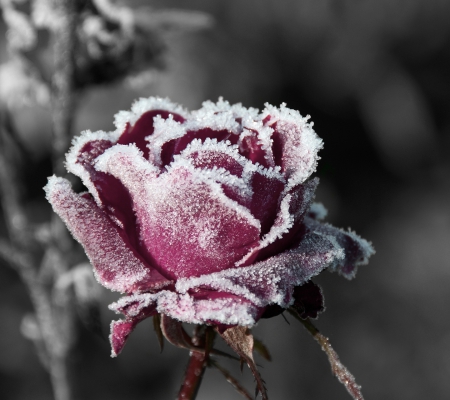 icy rose - nature, red, snow, rose, flower, art, wallpaper, icy