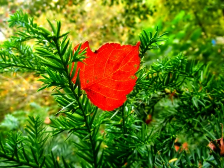 October - pretty, reflection, leaves, golden, nice, falling, branches, beautiful, mirrored, colors, lovely, tree, fall, glow, colorful, nature, autumn, october, foliage, shine