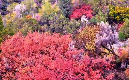 October - nice, autumn, colorful, mirrored, shine, foliage, fall, pretty, reflection, tree, golden, branches, falling, lovely, nature, glow, october, beautiful, leaves, colors