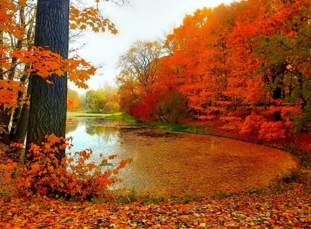 October - nice, autumn, colorful, mirrored, shine, foliage, fall, pretty, reflection, tree, golden, branches, falling, lovely, nature, glow, october, beautiful, leaves, colors