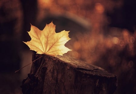 Leaf - nature, autumn colors, autumn, woods, forest, tree, leaf