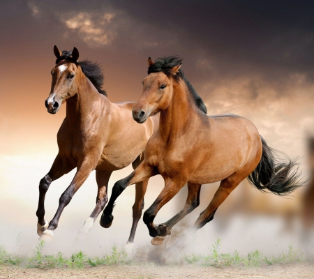 horses running - native, appy, horse, fantasy horse, desktop, fantasy, native american, appaloose, horses running, art, wallpaper