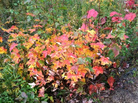 A Walk In The Woods - folliage, fall, forest, woods, leaves