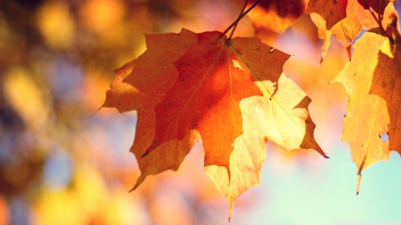 Autumn is here - autumn, photography, sun, wallpaper, leaf, hd, nature, abstract, fall, macro, colours, leaves