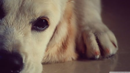 Sadness - eyes, golden retriever, animals, pets, wallpaper, hd, nature, retriever, dog, close-up, cute