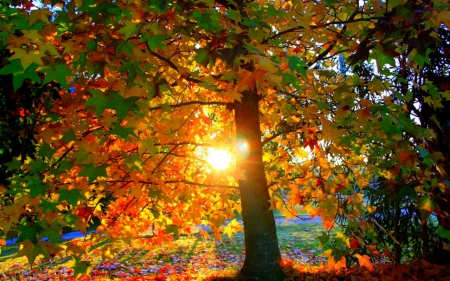 Morning sunlight - forests, nature, autumn, sunshine, tree