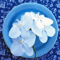 Plate of orchids