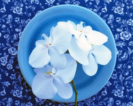 Plate of orchids - flowers, orchids, plate, petals