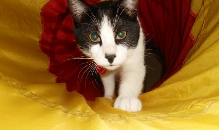 Moo Moo in a Tunnel - fun, tunnel, awesome, cat