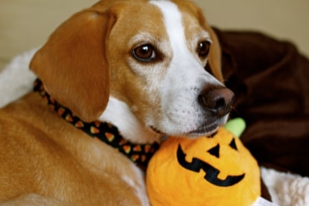 I love my Halloween Toy!â™¥  - halloween, fall, pumpkin, animals, dog, toy