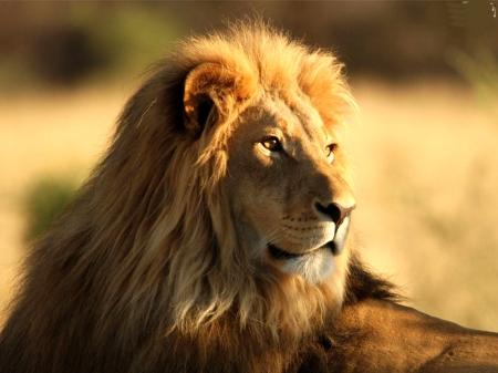 King in the sun - animal, sunlight, cat, male, lion