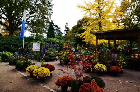 Flower Shop - blossoms, fall, pots, path, trees, colors, autumn