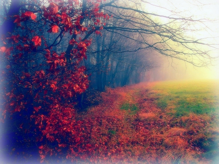 Emotion in the Fall - attractions in dreams, autumn, places, forests, trees, photography, plants, stunning, creative pre-made, nature, love four seasons, beautiful, leaves, fall season, landscapes