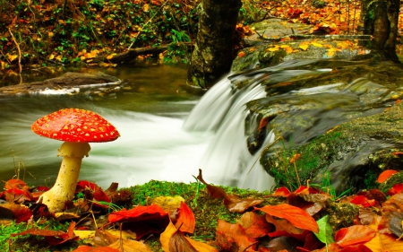 Fly Mushroom - season, fall, river, water, leaves, colors