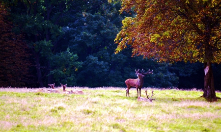 Roaring Deer - trees, herd, autumn, landscape, meadow, colors