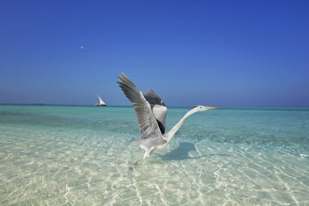 Heron Gull on Clear Aqua Waters - bird, lagoon, blue, beach, island, crystal, sand, holiday, gull, exotic, waters, paradise, sea, ocean, islands, heron, shallow, tropical, clear