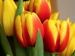 *** Tulips ***