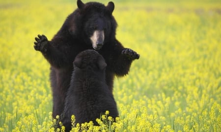 Bear - animal, funny, bear, black