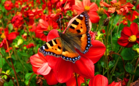 Nymphalidae butterfly - pretty, amazing, beautiful, beauty, lovely, sweet, leaves, flowers, nature, awesome, red, garden, butterfly, field, nice, park