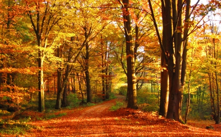 Autumn forest - pretty, calm, quiet, forest, walk, path, falling, branches, carpet, trees, beautiful, road, fall, nature, season, autumn, serenity