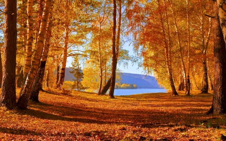 Autumn forest lake - season, nice, carpet, autumn, trees, calm, fall, reflection, golden, branches, lake, falling, shore, lovely, serenity, nature, glow, forest, beautiful, leaves