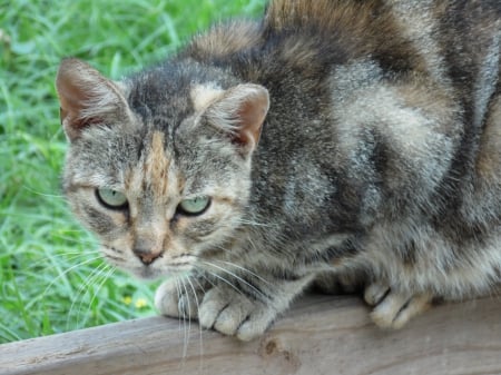 Cat On The Fence - wood, fence, cat, barn