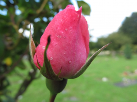 Rosebud Pink - roses, floral, petals, flowers, plants