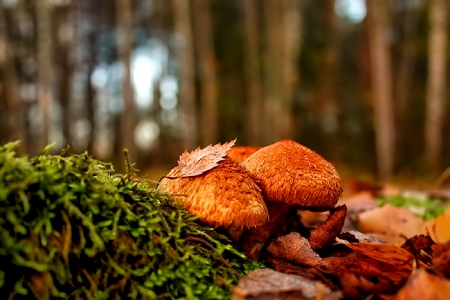 October - pretty, reflection, leaves, golden, nice, falling, branches, beautiful, mirrored, colors, lovely, tree, fall, glow, colorful, nature, autumn, october, foliage, shine