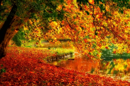 October - pretty, reflection, leaves, golden, nice, falling, branches, beautiful, mirrored, colors, lovely, tree, fall, glow, colorful, nature, autumn, october, foliage, shine