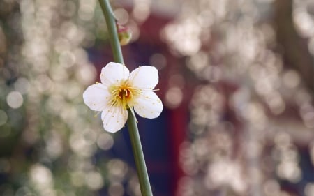 Flower - leaf, flower, nature, plant