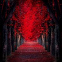 âœ«Red Passion Parkâœ«