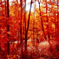 Fall Forest!