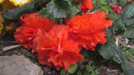 Red flower - bright color, flower, red, beautiful