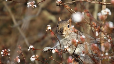 Squirrel in a tree