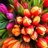 Tulips!