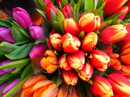 Tulips! - flowers, tulips, nature, bright