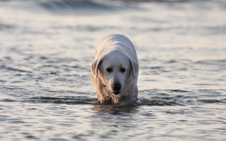 Dog - face, pretty, playful dog, cute, animals, beautiful, sweet, puppy, playful, dogs, puppies, lovely, dog face