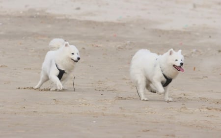 Dogs - face, pretty, playful dog, cute, animals, beautiful, sweet, puppy, playful, dogs, puppies, lovely, dog face