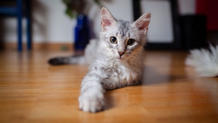 Cat - sleepy, cute, beautiful, cat, sleeping, kitty, cats, hat, cat face, paws, face, animals, pretty, beauty, sweet, kitten, lovely