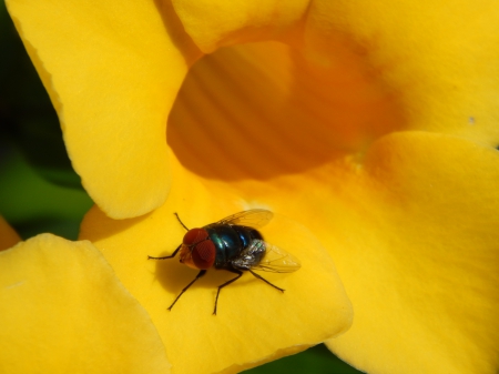 Blue Metallic Fly - yellow, blue, fly, flower, closeup, photographs, metallic